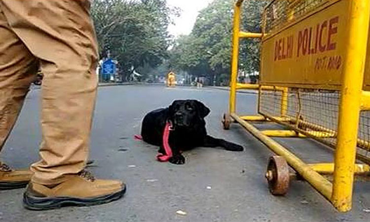 delhi-police@